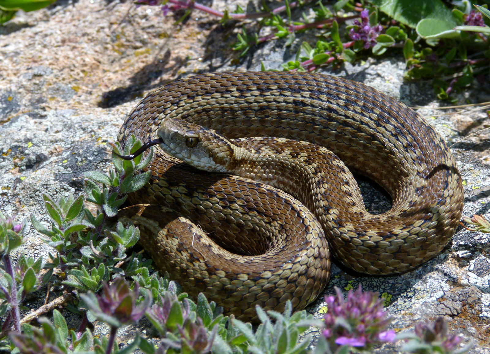 Vipera darevskii sakoi Gumushane Province, Turkey (1)